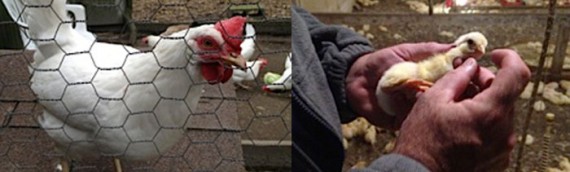 Andrew’s Chickens