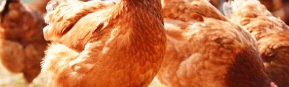 KERA Interview: Chickens In Charge