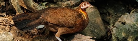 National Geographic: The Surprising Ways That Chickens Changed the World