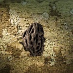 A peach pit unearthed at the Cape Creek site on Hatteras Island may date to the 16th century. Peaches are native to the Old World, and European settlers brought them to America. PHOTOGRAPH BY MARK THIESSEN, NATIONAL GEOGRAPHIC