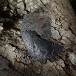 This lump of European copper was probably imported for trade with Native Americans. Since early 17th century trade typically used copper sheets, archaeologist Mark Horton argues that the bun may be from the time of the Roanoke colony. PHOTOGRAPH BY MARK THIESSEN, NATIONAL GEOGRAPHIC