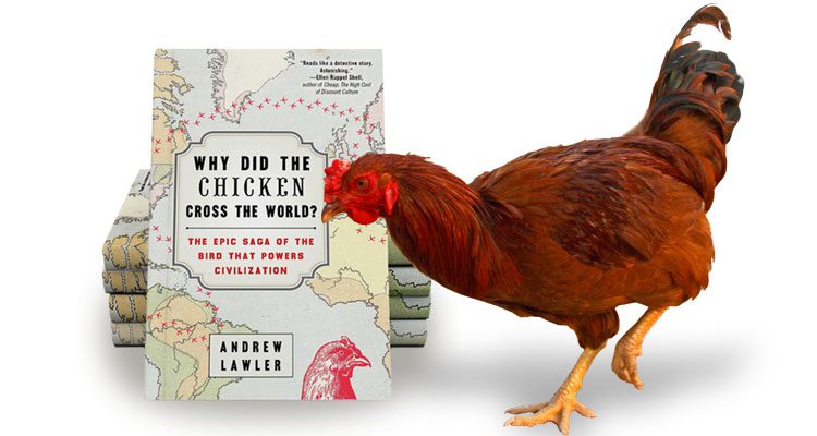 chicken-book-with-bird