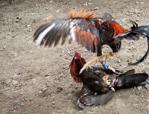 Birdmen – Cockfighters spread the chicken across the globe.