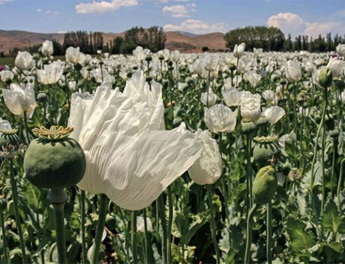Cannabis, opium use part of ancient Near Eastern cultures