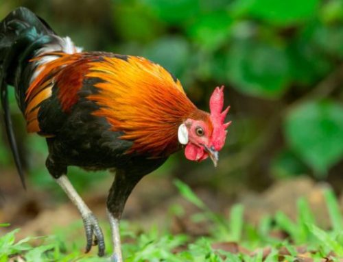 The chicken first crossed the road in Southeast Asia, ‘landmark’ gene study finds